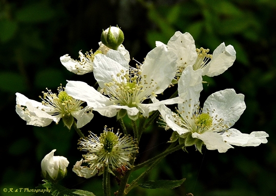 {Rubus pensilvanicus}